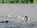 Triathlon Mitteldistanz Erlangen 2015: Operation gelungen – Athlet platt!