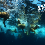 SCHWIMMEN / KRAULTECHNIK / Die Bedeutung des Kraulbeinschlag für Triathleten © SUGAR & PAIN / AdobeStock